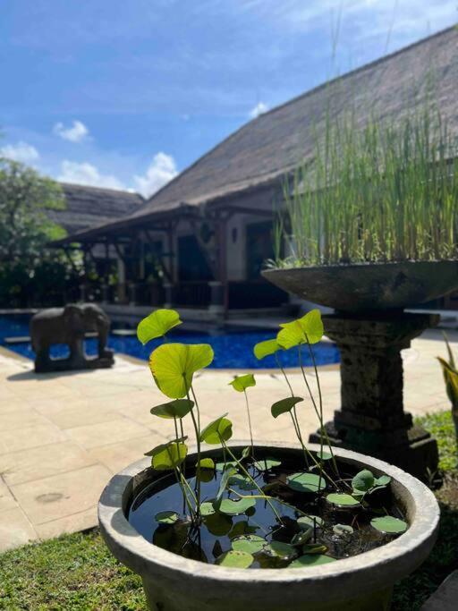 Bali Berg Villa, Sanur Exteriér fotografie